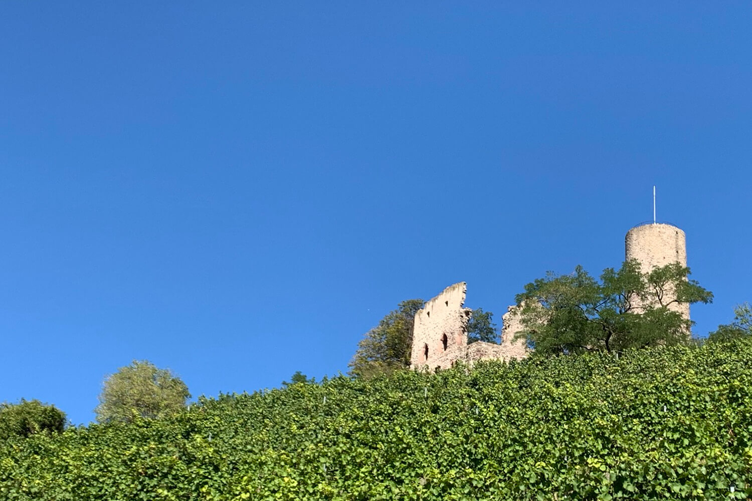https://spd-schriesheim.de/wp-content/uploads/2023/06/SPD_Webseite_Bilder_Aktuelles_Sommerrodeln.jpg